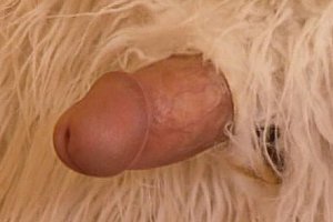 中国古代一级大bbwbbw